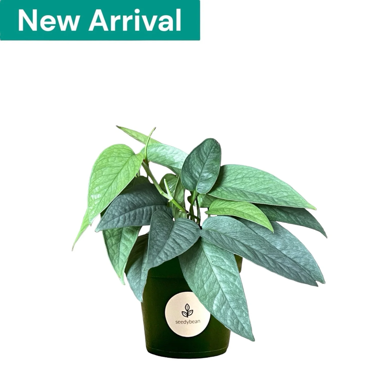 Monstera+Siltepecana+NA1.JPG?